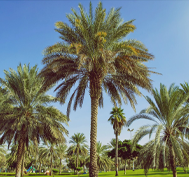 Madinat Zayed Public Park